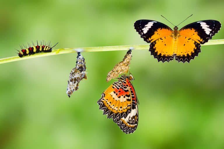 EU is leading the way to a Circular Economy and REACH boosts the shift